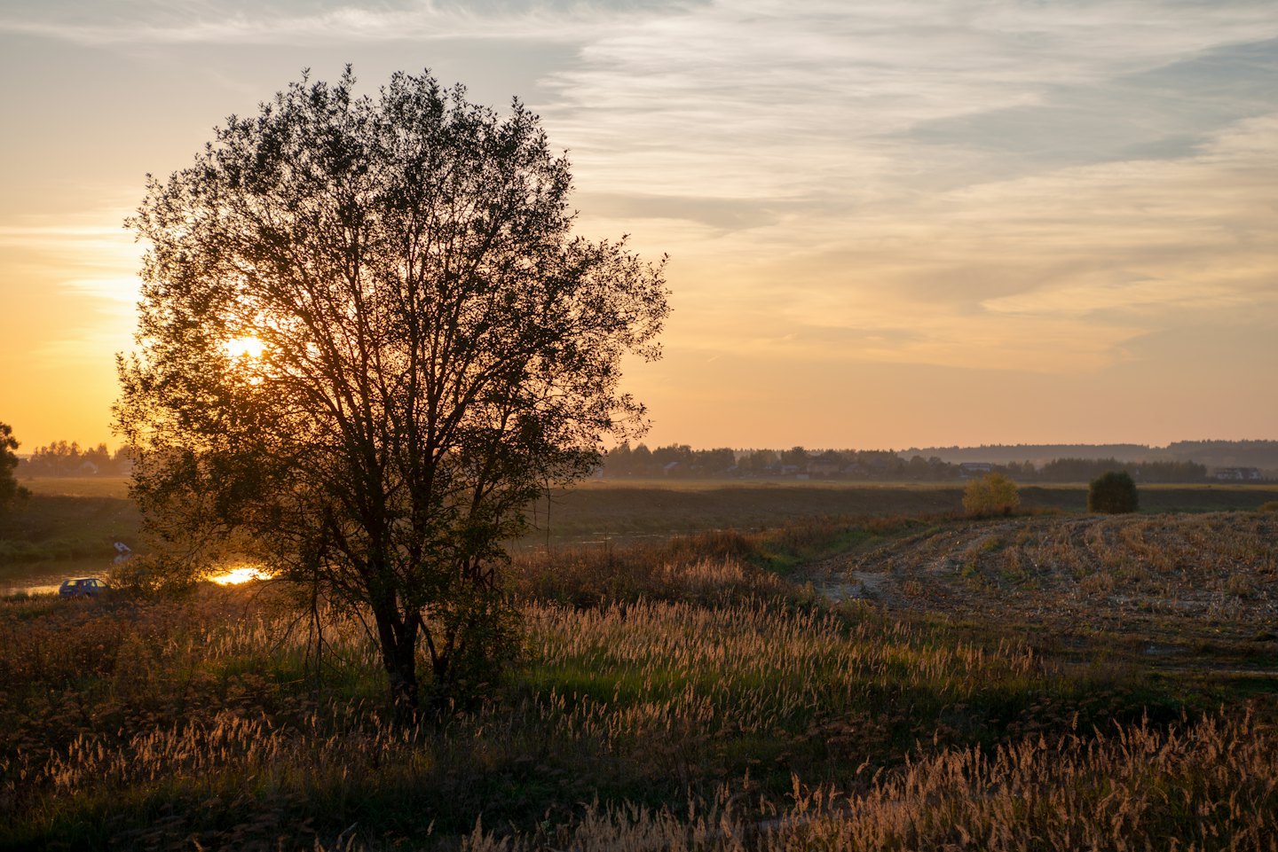 A large tree stands in a field at sunset.
